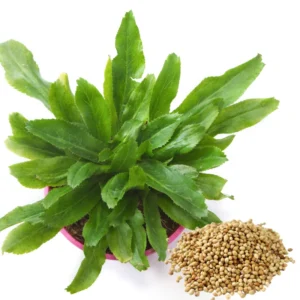 Culantro Seeds for Planting - Recao Cilantro Seeds - Garden Vegetable