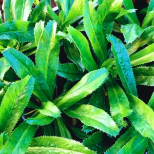 Culantro Seeds for Planting - Recao Cilantro Seeds - Garden Vegetable