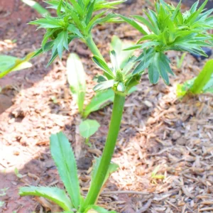 Culantro Seeds for Planting - Recao Cilantro Seeds - Garden Vegetable