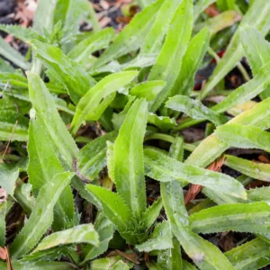 Culantro Seeds for Planting - Recao Cilantro Seeds - Garden Vegetable