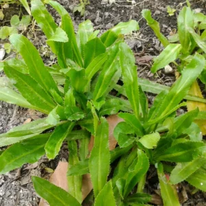 Culantro Seeds for Planting - Recao Cilantro Seeds - Garden Vegetable