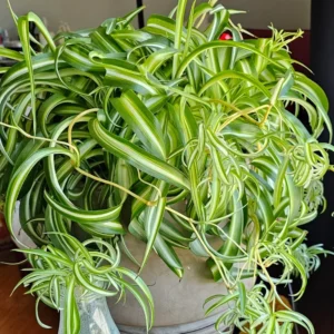 Curly Spider Plant Live Indoor Plant 4 Inch Potted Air Purifier