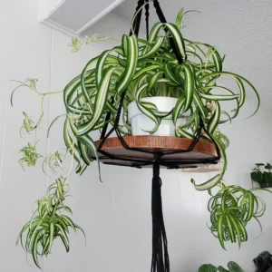 Curly Spider Plant Live Indoor Plant 4 Inch Potted Air Purifier