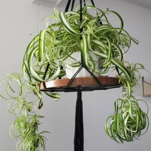 Curly Spider Plant Live Indoor Plant 4 Inch Potted Air Purifier