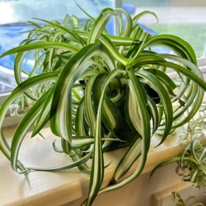 Curly Spider Plant Live Indoor Plant 4 Inch Potted Air Purifier