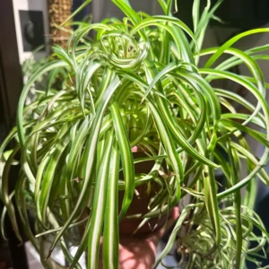 Curly Spider Plant Live Indoor Plant 4 Inch Potted Air Purifier