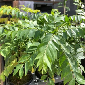 Curry Leaf Plant Live - 4-6 Inch Murraya Koenigii - Sweet Neem Tree