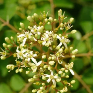 Curry Leaf Plant Live - 4-6 Inch Murraya Koenigii - Sweet Neem Tree