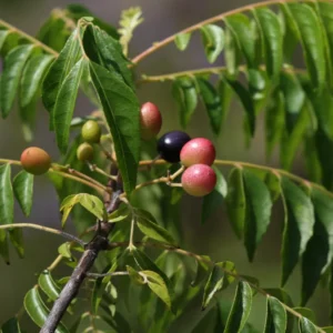 Curry Leaf Plant Live - 4-6 Inch Murraya Koenigii - Sweet Neem Tree