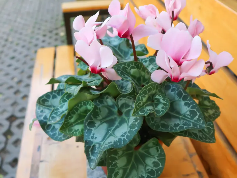 Cyclamen in Decorative Ceramic Planters