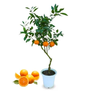 Dancy Tangerine Tree Live Plant 2-3 Feet Tall 1 Gallon Pot