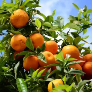 Dancy Tangerine Tree Live Plant 2-3 Feet Tall 1 Gallon Pot