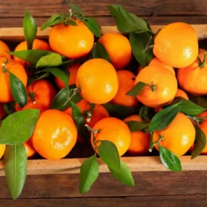 Dancy Tangerine Tree Live Plant 2-3 Feet Tall 1 Gallon Pot