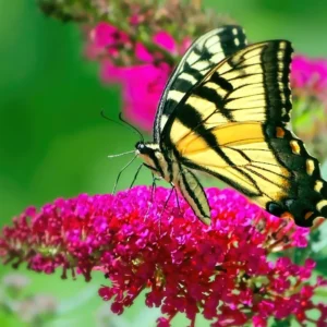 Dark Pink Butterfly Bush Plant Perennial Flowers 3-5 Inches Outdoor Garden