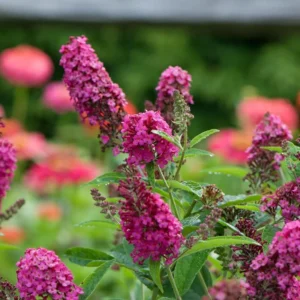 Dark Pink Butterfly Bush Plant Perennial Flowers 3-5 Inches Outdoor Garden