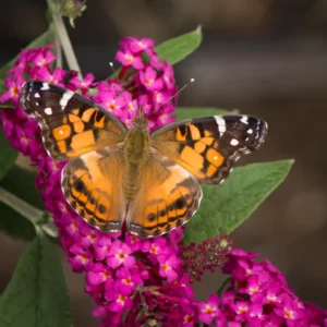 Dark Pink Butterfly Bush Plant Perennial Flowers 3-5 Inches Outdoor Garden