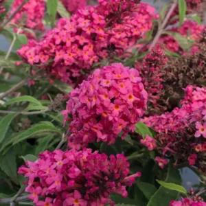 Dark Pink Butterfly Bush Plant Perennial Flowers 3-5 Inches Outdoor Garden