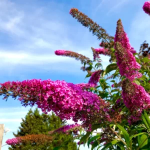 Dark Pink Butterfly Bush Plant Perennial Flowers 3-5 Inches Outdoor Garden