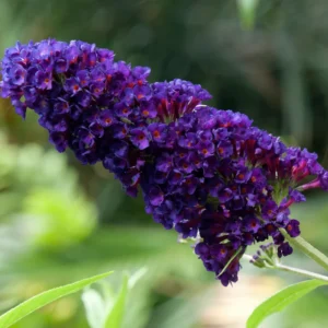 Dark Purple Butterfly Bush Plant Live - Flowering Shrub - 3-6 Inch Tall - Attracts Butterflies