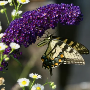 Dark Purple Butterfly Bush Plant Live - Flowering Shrub - 3-6 Inch Tall - Attracts Butterflies