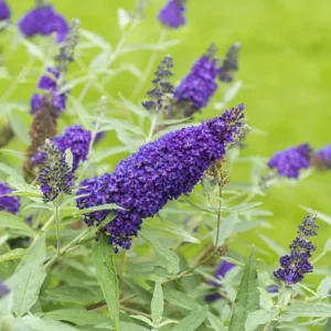 Dark Purple Butterfly Bush Plant Live - Flowering Shrub - 3-6 Inch Tall - Attracts Butterflies