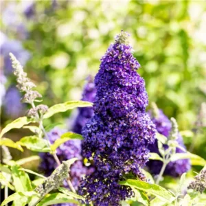 Dark Purple Butterfly Bush Plant Live - Flowering Shrub - 3-6 Inch Tall - Attracts Butterflies