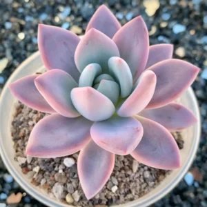 Debbie Succulent Plant - Graptoveria Pink Live Plant - 4 Inch Pot