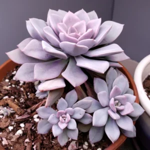 Debbie Succulent Plant - Graptoveria Pink Live Plant - 4 Inch Pot