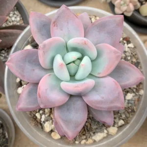 Debbie Succulent Plant - Graptoveria Pink Live Plant - 4 Inch Pot