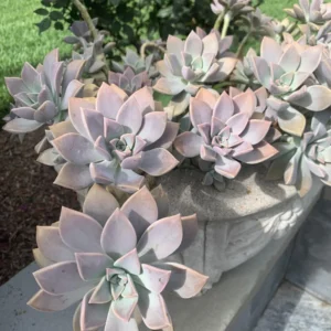Debbie Succulent Plant - Graptoveria Pink Live Plant - 4 Inch Pot