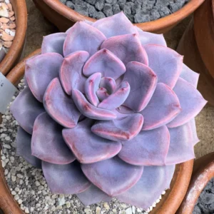 Debbie Succulent Plant - Graptoveria Pink Live Plant - 4 Inch Pot