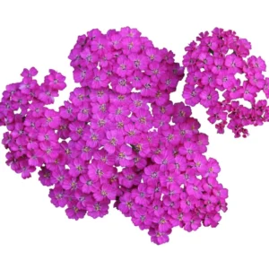 Deep Rose Yarrow Flower Plants - Live Indoor Yarrow - 4 Inch Pot