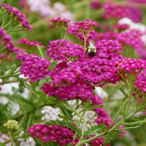 Deep Rose Yarrow Flower Plants - Live Indoor Yarrow - 4 Inch Pot