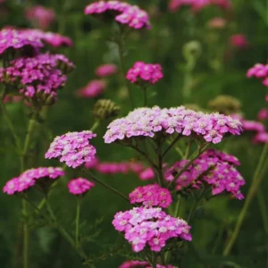 Deep Rose Yarrow Flower Plants - Live Indoor Yarrow - 4 Inch Pot