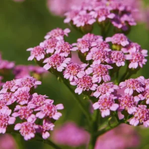 Deep Rose Yarrow Flower Plants - Live Indoor Yarrow - 4 Inch Pot