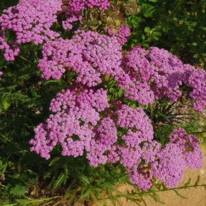 Deep Rose Yarrow Flower Plants - Live Indoor Yarrow - 4 Inch Pot