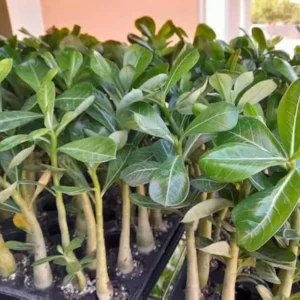 Desert Rose Plant Live, Well-Rooted Adenium, 4-7" Succulent Seedling