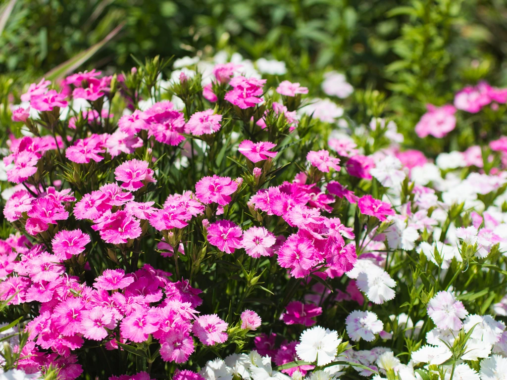 Dianthus (Dianthus species)