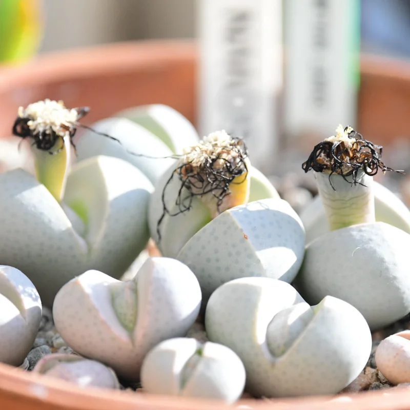 Dinteranthus Wilmotianus Lithop - Living Stone Rare Succulent Plant 2 Inches