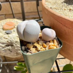 Dinteranthus Wilmotianus Lithop - Living Stone Rare Succulent Plant 2 Inches