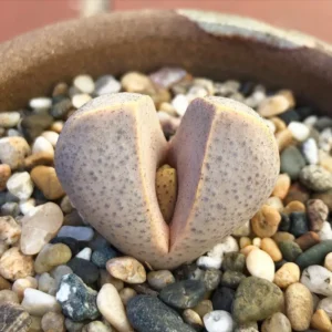 Dinteranthus Wilmotianus Lithop - Living Stone Rare Succulent Plant 2 Inches