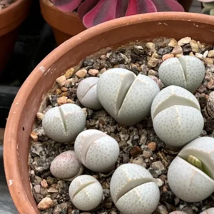 Dinteranthus Wilmotianus Lithop - Living Stone Rare Succulent Plant 2 Inches