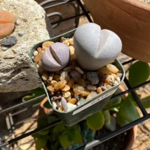 Dinteranthus Wilmotianus Lithop - Living Stone Rare Succulent Plant 2 Inches