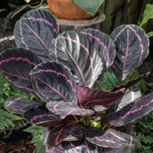 Dottie Rose Prayer Plant - Calathea Roseopicta Dottie - 4 Inch Potted Indoor Plant