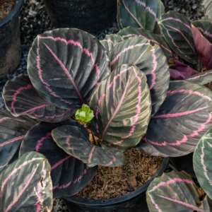 Dottie Rose Prayer Plant - Calathea Roseopicta Dottie - 4 Inch Potted Indoor Plant