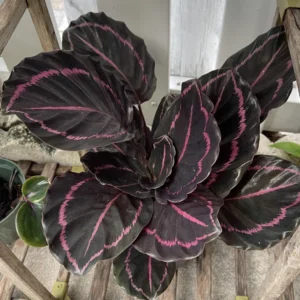 Dottie Rose Prayer Plant - Calathea Roseopicta Dottie - 4 Inch Potted Indoor Plant