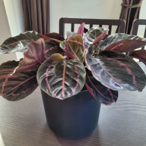 Dottie Rose Prayer Plant - Calathea Roseopicta Dottie - 4 Inch Potted Indoor Plant