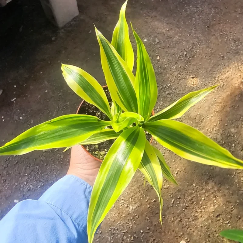 Dracaena Sanderiana Gold Plant Live - 4 Inch Pot - Houseplant