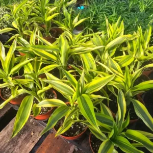 Dracaena Sanderiana Gold Plant Live - 4 Inch Pot - Houseplant