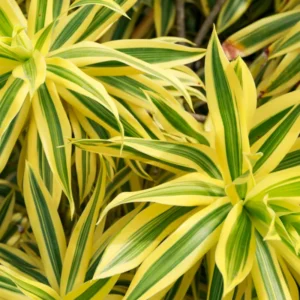 Dracaena Sanderiana Gold Plant Live - 4 Inch Pot - Houseplant